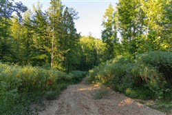 Big White Oak Tract 91