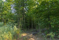 Big White Oak Tract 91