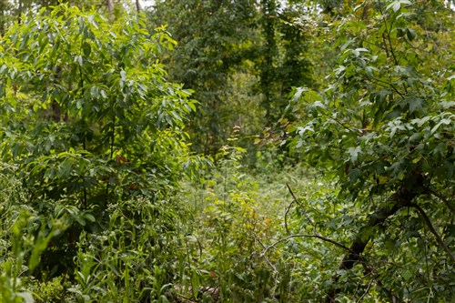 Big White Oak Tract 92