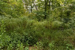 Big White Oak Tract 92