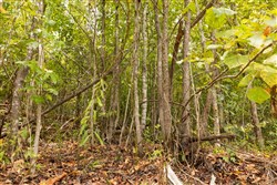 Big White Oak Tract 92