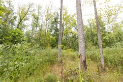 Big White Oak Tract 93