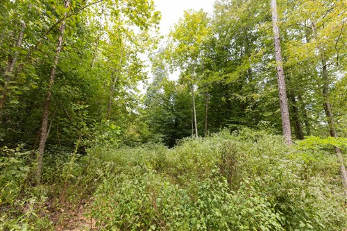 Big White Oak Tract 93
