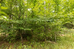 Big White Oak Tract 93