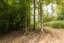 Big White Oak Tract 93