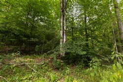 Big White Oak Tract 94
