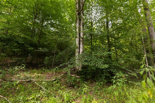 Big White Oak Tract 94