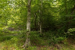 Big White Oak Tract 94