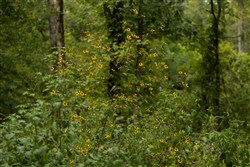 Big White Oak Tract 94