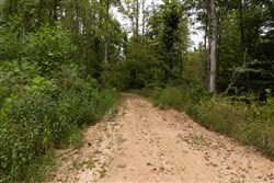 Big White Oak Tract 95