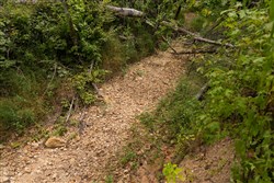 Big White Oak Tract 95