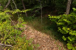 Big White Oak Tract 95