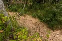 Big White Oak Tract 95