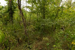 Big White Oak Tract 95
