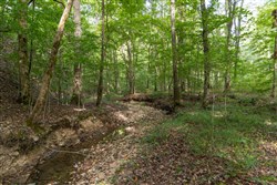 Big White Oak Tract 96