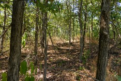 Big White Oak Tract 96