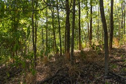 Big White Oak Tract 96