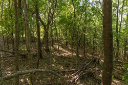 Big White Oak Tract 97