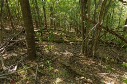 Big White Oak Tract 97
