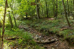 Big White Oak Tract 97