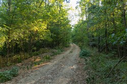 Big White Oak Tract 98