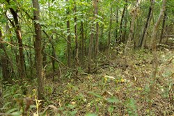 Big White Oak Tract 98