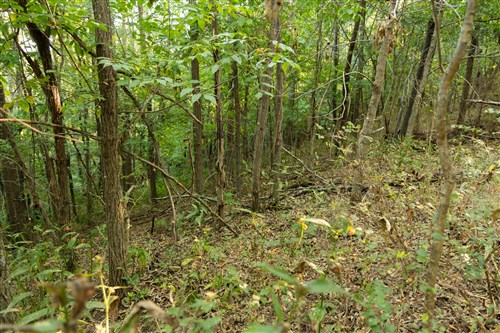Big White Oak Tract 98