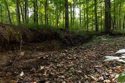 Big White Oak Tract 98