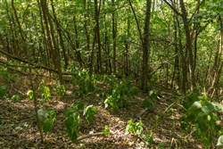 Big White Oak Tract 98