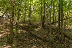 Big White Oak Tract 98