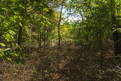 Big White Oak Tract 99_2