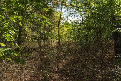 Big White Oak Tract 99_2