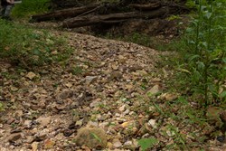 Big White Oak Tract 99_2