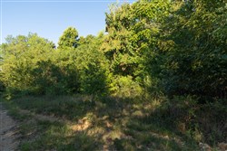 Big White Oak Tract 99_2