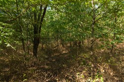 Big White Oak Tract 99_2