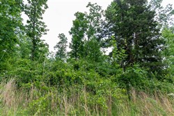 property photo for Cedar Creek Tract 10, 8.55 acres for sale in Perry County, Tennessee