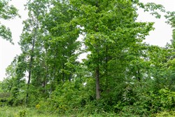 property photo for Cedar Creek Tract 10, 8.55 acres for sale in Perry County, Tennessee