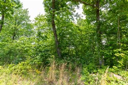 property photo for Cedar Creek Tract 11, 8.15 acres for sale in Perry County, Tennessee