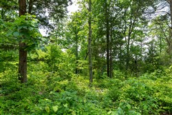 Cedar Creek Tract 12