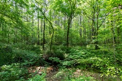 property photo for Cedar Creek Tract 13, 11.48 acres for sale in Perry County, Tennessee