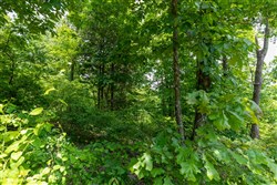 property photo for Cedar Creek Tract 13, 11.48 acres for sale in Perry County, Tennessee