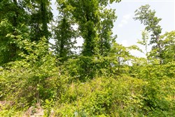 property photo for Cedar Creek Tract 13, 11.48 acres for sale in Perry County, Tennessee