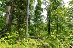 property photo for Cedar Creek Tract 14, 7.02 acres for sale in Perry County, Tennessee