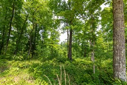 property photo for Cedar Creek Tract 14, 7.02 acres for sale in Perry County, Tennessee