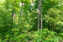 property photo for Cedar Creek Tract 15, 4.96 acres for sale in Perry County, Tennessee