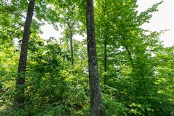 property photo for Cedar Creek Tract 15, 4.96 acres for sale in Perry County, Tennessee