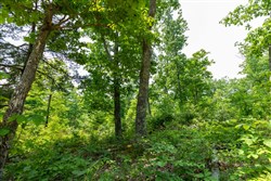 Cedar Creek Tract 16