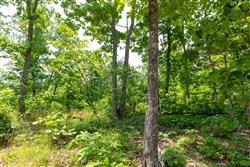 Cedar Creek Tract 16