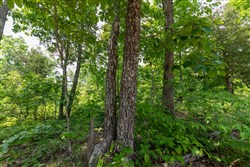 Cedar Creek Tract 16