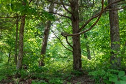 Cedar Creek Tract 16